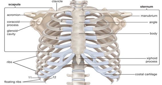 The Structure Of Ribs