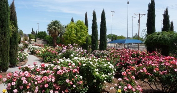View The El Paso Municipal Rose Garden