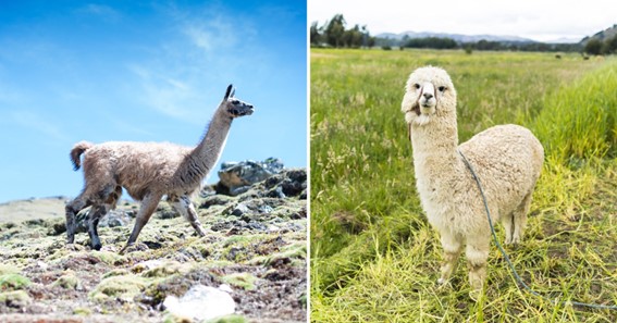 What Is The Difference Between Alpaca And Llama?