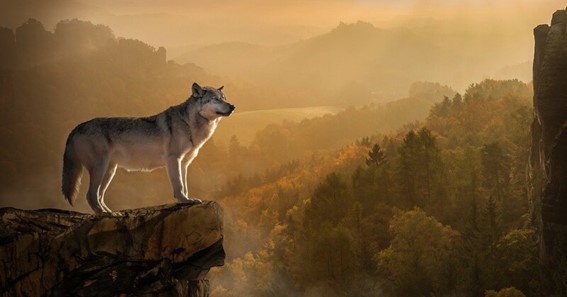 The Lone Wolf’s Guide to Moving States By Yourself