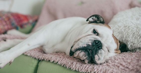 Can THC-O help calm your Pet's Anxiety?
