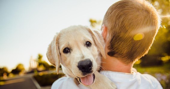 Pet Grooming - Why Should a Pet Parent Indulge in It?