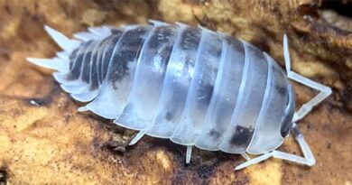 Do pet isopods bite?