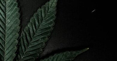 TIPS ON HOW TO GERMINATE WEED SEEDS