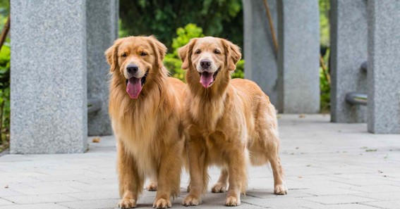What Are The Most Popular Large Dog Breeds?