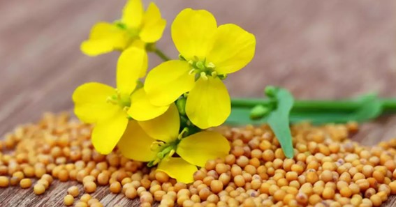benefits of mustard