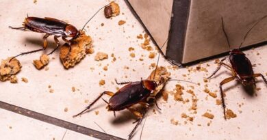 Do Cockroaches Damage Homes