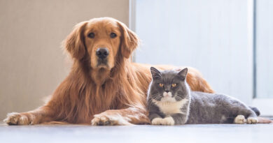 Comparing Pet Insurance: Which One Is Right For Your Furry Friend?