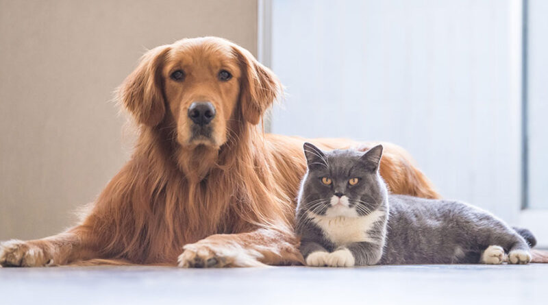 Comparing Pet Insurance: Which One Is Right For Your Furry Friend?