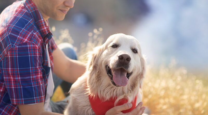 Moving To New Zealand Along With Your Pet? Here Is A Guide For A Seamless Transition