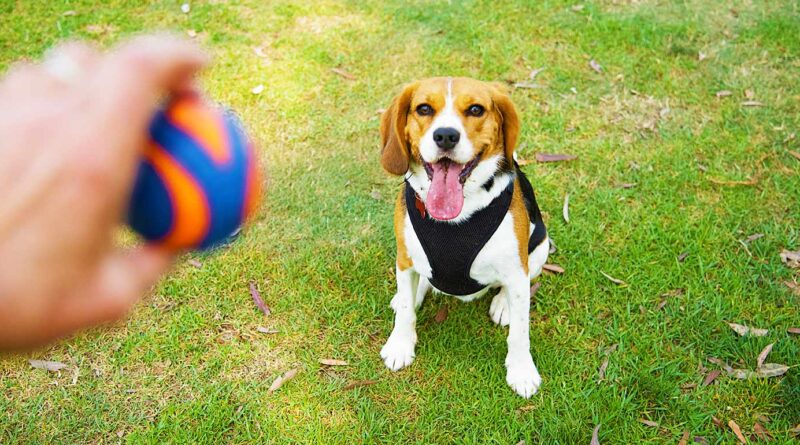 What Are The 7 Commands To Train A Dog?