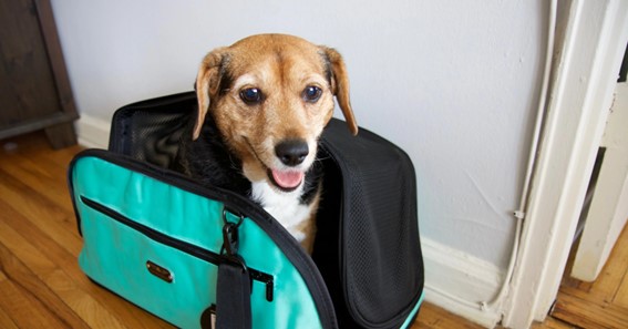 Tips on Traveling with a Chosen Dog!