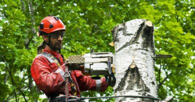 What's The Difference Between An Arborist And A Tree Surgeon?