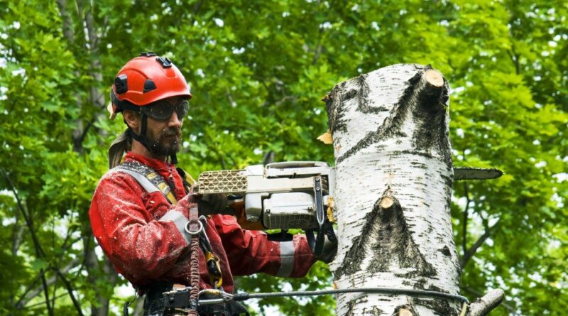 What's The Difference Between An Arborist And A Tree Surgeon?
