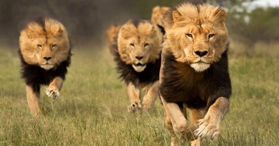 How Fast Are Lions