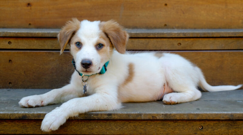 How To Save On Pet Expenses