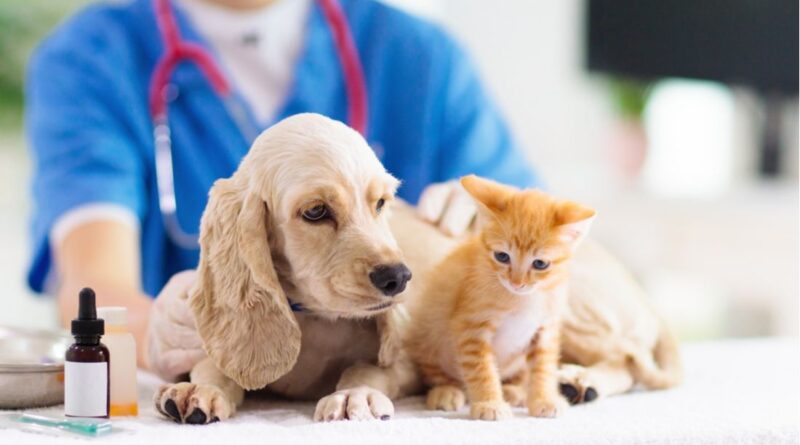 Comparing pet insurance and pet wellness plans