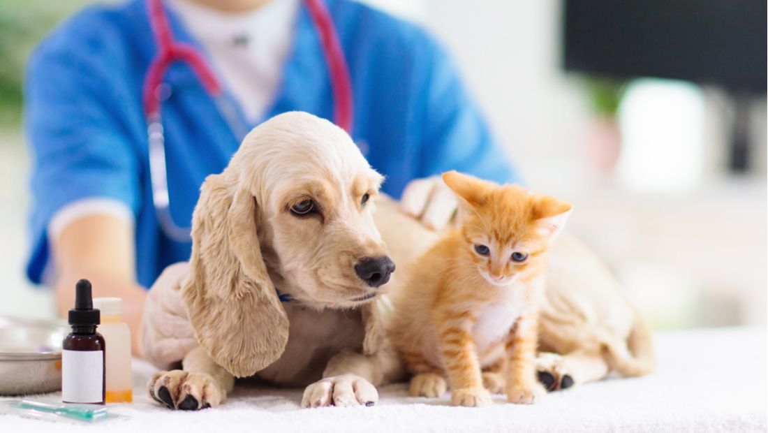 Comparing pet insurance and pet wellness plans