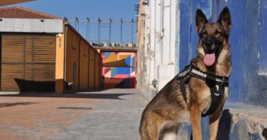 Heartgard and Working Dogs: Protecting Canine Heroes from Heartworms