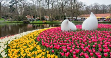 Keukenhof Garden Guide to Visit and Enjoy