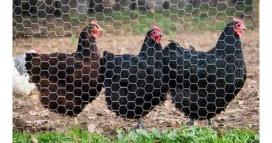 The Importance of Choosing the Right Chicken Coop Wire