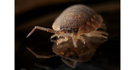 How to Choose a Bed Bug Exterminator
