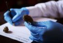 Understanding The Science Behind Medical Marijuana With The Help Of a Doctor
