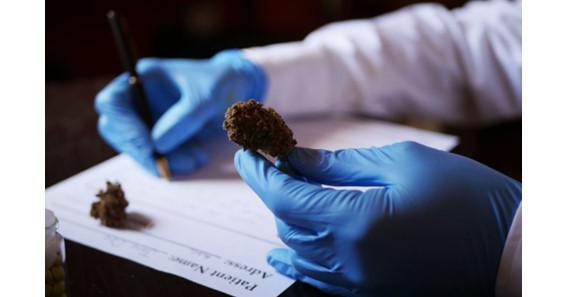 Understanding The Science Behind Medical Marijuana With The Help Of a Doctor