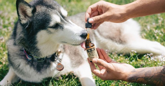 What are some essential things you should know about CBD Oil for Dogs
