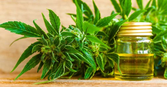 Discover The Healing Power Of CBD Products