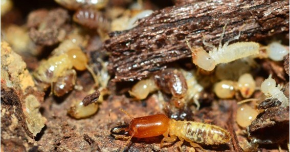 Signs of Termites in House: How to Identify an Infestation Early